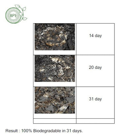 6 吋碗 100% 可生物降解（10 件/包 x 3）