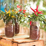 Quattro Stagioni Glass Jar 1.5L (Set of 2)